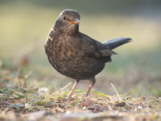 Amsel (Turdus merula)