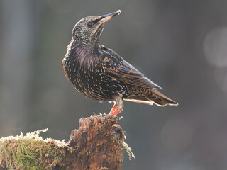  Star (Sturnus vulgaris)