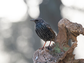  Star (Sturnus vulgaris)