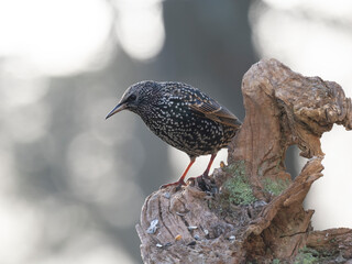  Star (Sturnus vulgaris)