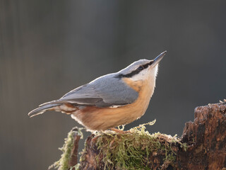 Kleiber (Sitta europaea)