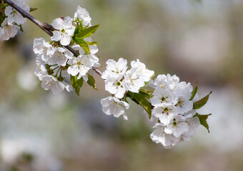 A branch of a tree with white flowers