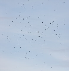 A flock of birds flying in the sky