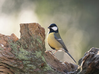 Kohlmeise (Parus major)