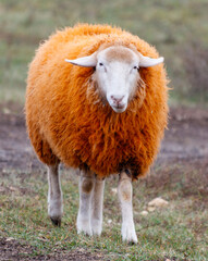 A sheep with a white face and orange wool is standing in a field