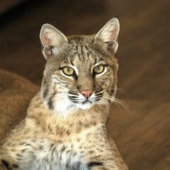 Bobcat Stare: Intense gaze of a bobcat, its wild beauty captured in sharp detail, perfect for wildlife and feline enthusiasts.
