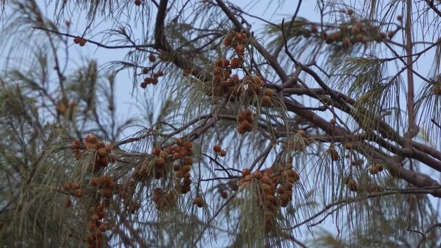 A little corella (cacatua sanguinea) perched on the swaying branch of a casuarina tree, spread its wings and fly away, close up shot.