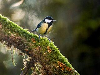 Kohlmeise (Parus major)