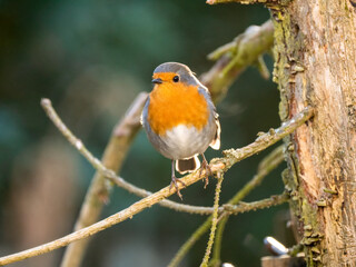 Fototapeta premium Rotkehlchen&nbsp;(Erithacus rubecula) , Rotkehlchen&nbsp;,Erithacus ,rubecula,sperlingsvögel,singvögel,rot garten,wald,park,friedhof