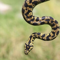 Serpentine Beauty: A close-up of a carpet python curled in a natural pose, highlighting the detailed pattern of its skin, perfect for nature and wildlife photography.
