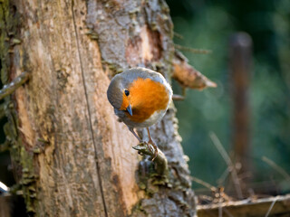 Rotkehlchen (Erithacus rubecula)         ,  Rotkehlchen ,Erithacus ,rubecula,sperlingsvögel,singvögel,rot garten,wald,park,friedhof