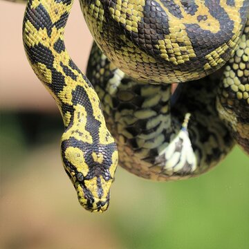 Carpet Python Close-Up: Detailed image of a carpet python, showcasing its textured scales and intense gaze, ideal for reptile lovers and educational content.
