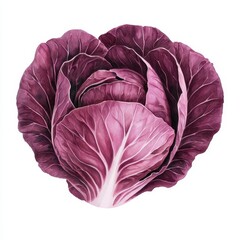 Fototapeta premium Vibrant Watercolor Radicchio Red Cabbage Close up Detailed Fresh Vegetable Food Photography