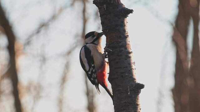 A great spotted woodpecker (Dendrocopos major) clinging to the trunk of a tree, illuminated by soft sunlight.