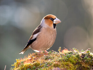 Kernbeißer (Coccothraustes coccothraustes)