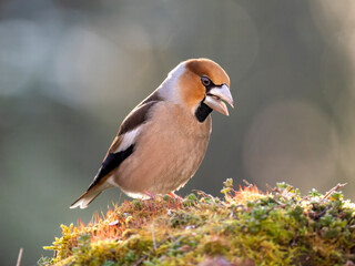 Kernbeißer (Coccothraustes coccothraustes)