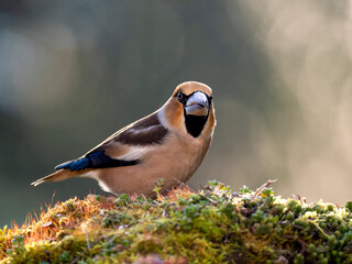 Kernbeißer (Coccothraustes coccothraustes)