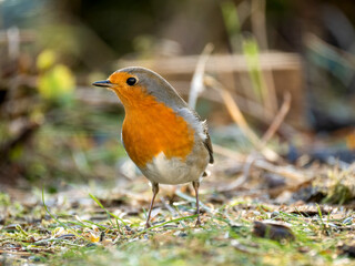 Rotkehlchen (Erithacus rubecula)         ,  Rotkehlchen ,Erithacus ,rubecula,sperlingsvögel,singvögel,rot garten,wald,park,friedhof
