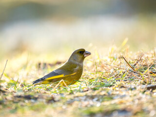 Grünfink (Chloris chloris)          ,                      Grünfink ,Chloris ,chloris,European ,greenfinch,garten,park,friedhof,nett ,süss,,baum,frühling,