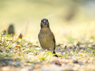Grünfink (Chloris chloris)          ,                      Grünfink ,Chloris ,chloris,European ,greenfinch,garten,park,friedhof,nett ,süss,,baum,frühling,