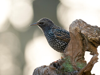 Star (Sturnus vulgaris)