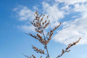 Branch with dried flowers against blue sky.