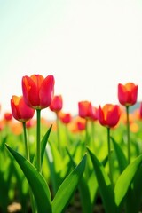 Lightly bloomed red tulips in an isolated field of green grass, red flowers, flora, bloom