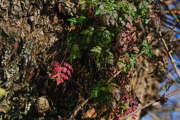 Tree with a colorful and vibrant leaves.