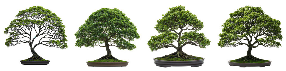 Fototapeta premium Bonsai Trees In Different Shapes And Sizes Displayed On Natural Moss Covered Rocks
