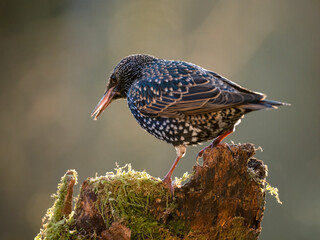  Star (Sturnus vulgaris)