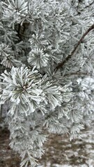 Snow-covered tree branches glisten in winter light under a blanket of fresh snow