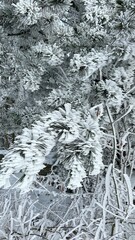 Snow-covered trees display winter's beauty in a serene landscape