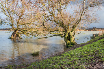 Trees with whimsical bare branches at the edge of the water. The photo was taken on a cloudy day in the winter season.