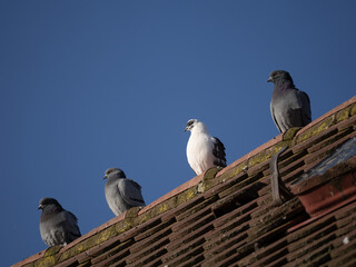 pigeon on the roof