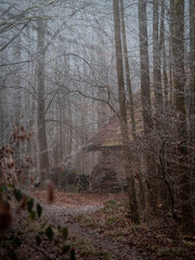 Fototapeta premium morning in the forest