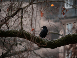 blackbird on a branch