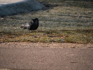 crow on the ground