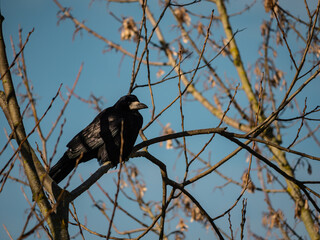raven on a tree 