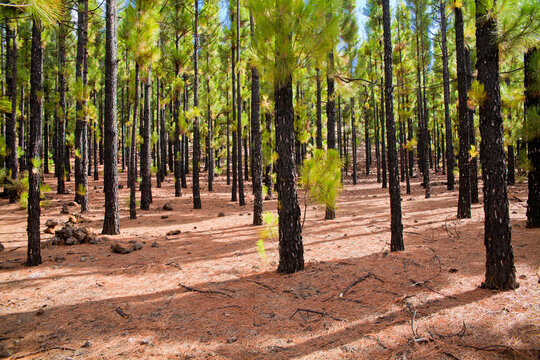 Pine forest in El Tanque, Tenerife with a view of El Teide