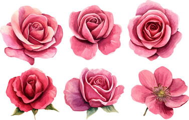 Naklejka premium set of pink roses