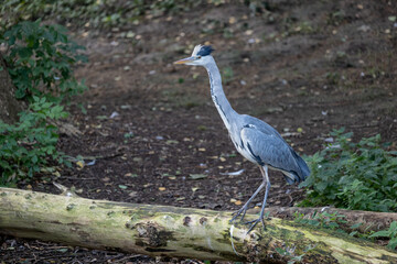 Grey Heron (Ardea cinerea) on barkless tree trunk