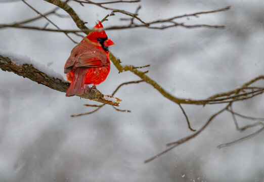 Northern cardinal male perched on a snow-covered branch looking back over its shoulder with its crest raised