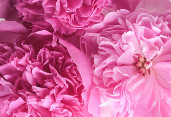 Close up of vivid pink peony petals, showcasing their intricate texture and natural beauty. A perfect choice for romantic or feminine-themed designs and projects.

