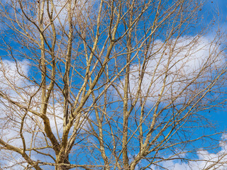 Platanus or sycamore bare tree branches with cloudy sky as winter background