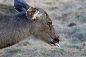 deer profile and tongue