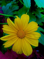 Yellow flower 