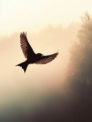 Fototapeta premium A swallow soaring in the morning sky