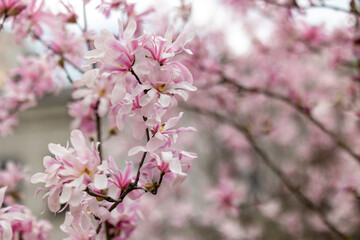 Fototapeta premium Branch of blooming pink magnolia