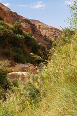 Wadi Bin Hammad eine steile Schlucht mit flachem warmen Wasser und üppiger Vegetation liegt etwas nördlich von Kerak und gut 2 Fahrstunden enfernt von Amman, Jordanien.