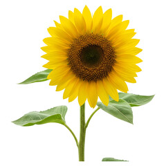 Obraz premium Bright Sunflower with Stem and Leaves, Isolated